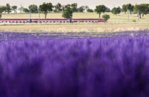 Renfe vuelve a poner en marcha el jueves el 'Tren de la Lavanda' para conocer los campos de Brihuega (Guadalajara)