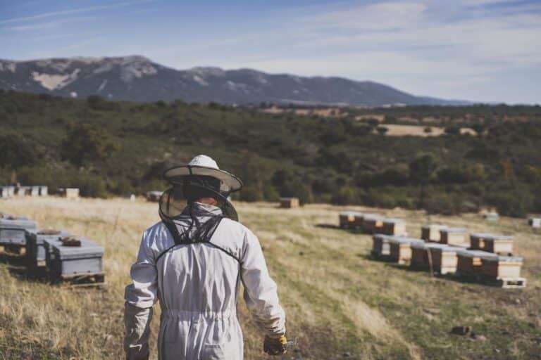 Servicios Apícolas Melque, los "guardianes de la biodiversidad" que hacen pedagogía de la apicultura
