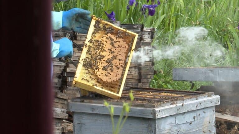 Aldea Torronteras, un proyecto de más de 4 décadas y dos generaciones apostando por la calidad de la miel de La Alcarria