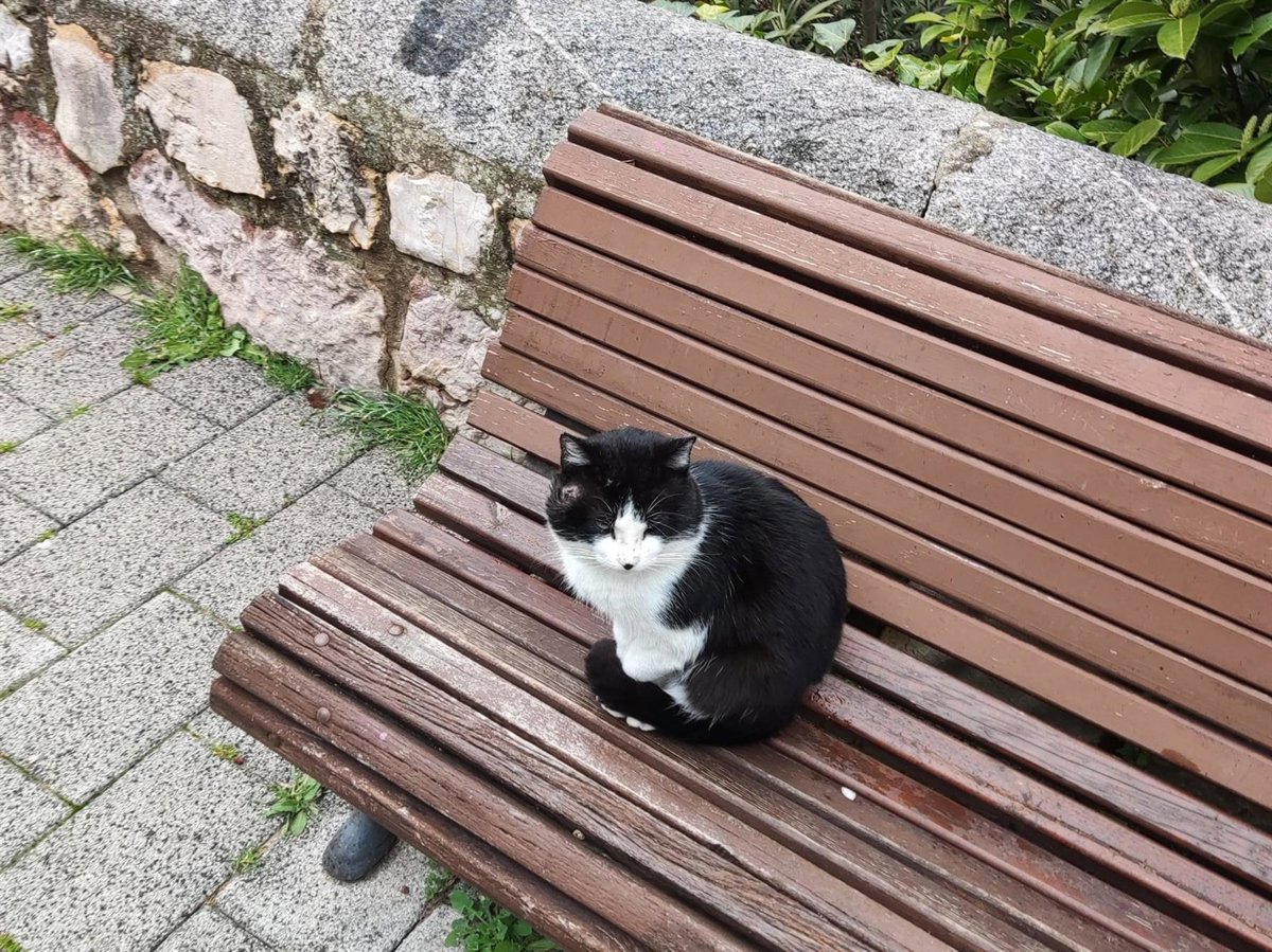 Cuenca en Marcha cede un año más sus entradas de los conciertos de San Julián a la Protectora de Animales 'Bonamiko'