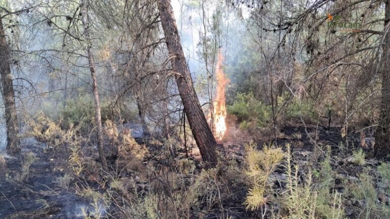 Dan por extinguido el incendio forestal declarado en Hellín este viernes