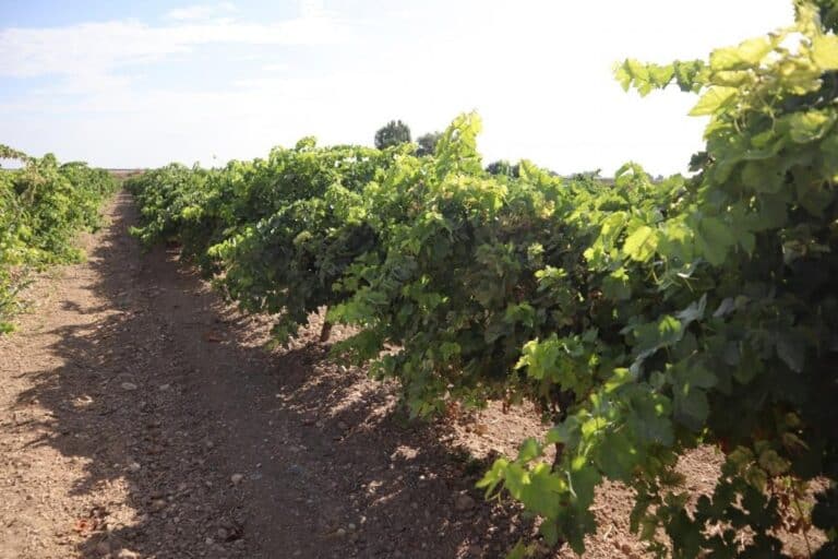 Viticultores de CLM reciben de forma anticipada 5,5 millones de euros de indemnización por daños provocados por pedrisco