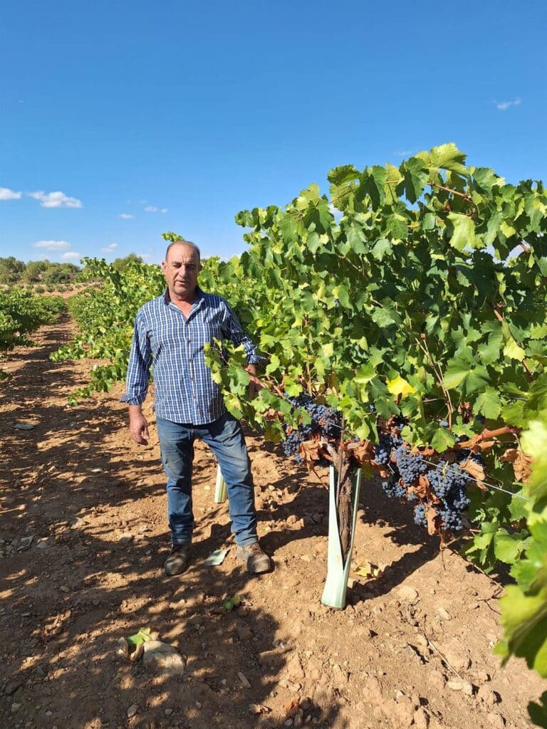 Arranca la vendimia en la DO Mondéjar con previsiones de gran calidad y la expectativa de vinos superiores