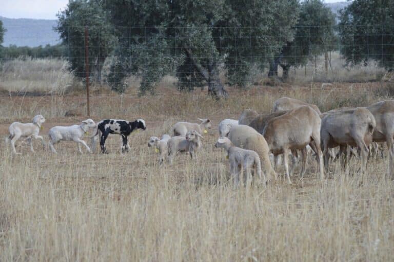 Asaja Ciudad Real denuncia la "inacción" del Gobierno de C-LM ante las consecuencias de la enfermedad de la lengua azul