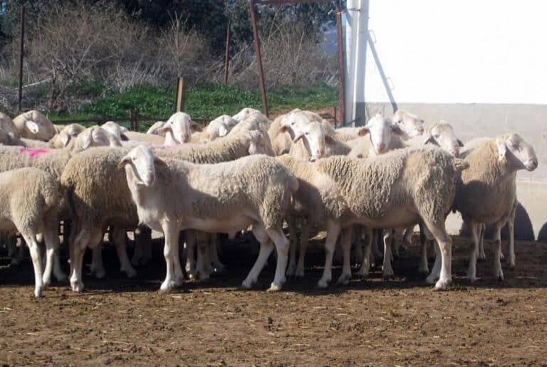 Asaja valora las ayudas de CLM por lengua azul, pero pide actuaciones "rápidas y eficaces" en torno a la sanidad animal