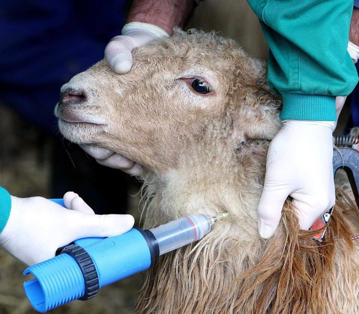 C-LM destina 850.000 euros a 700.000 dosis para vacunar de urgencia a la cabaña ganadera contra la lengua azul