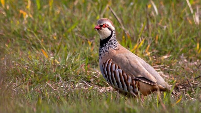 C-LM inicia la reelaboración del Reglamento de Caza tras la anulación del anterior por una sentencia del TSJCLM