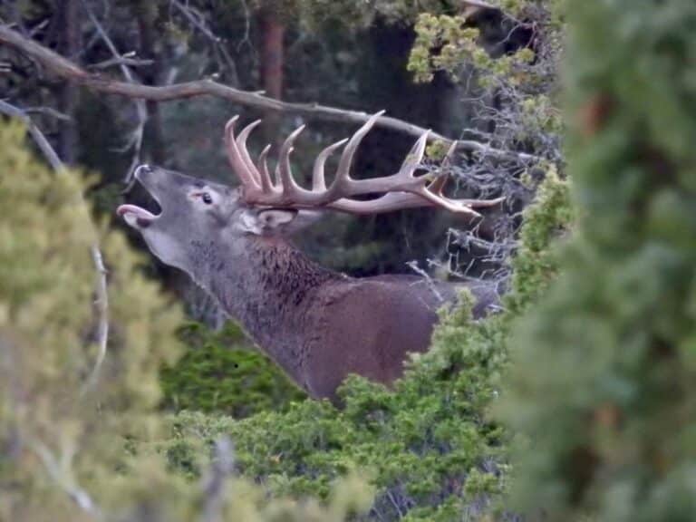 C-LM organiza visitas gratuitas para observación de la berrea en un monte de utilidad pública de Piedrabuena