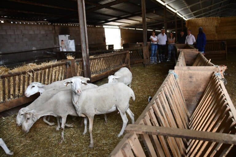 C-LM, sobre aranceles de China al porcino, lamenta dificultad para el sector regional con 127.000 toneladas exportadas