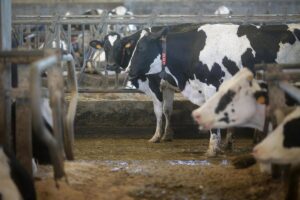 El Ministerio de Agricultura llama a vacunar contra la lengua azul: "No es obligatorio, pero es necesario"