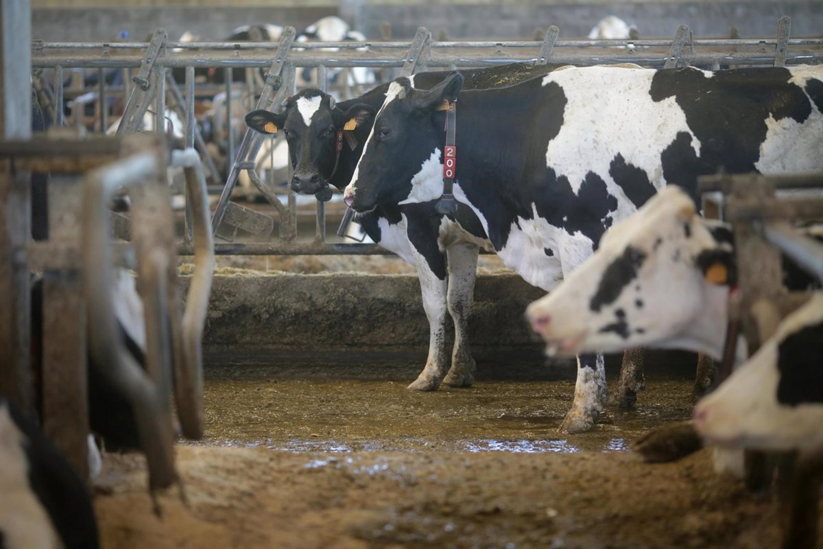El Ministerio de Agricultura llama a vacunar contra la lengua azul: "No es obligatorio, pero es necesario"