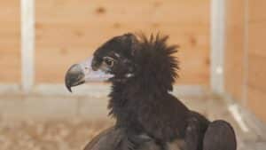 El equipo cetrero de Puy du Fou participa en el rescate de un pollo de buitre negro en Bargas