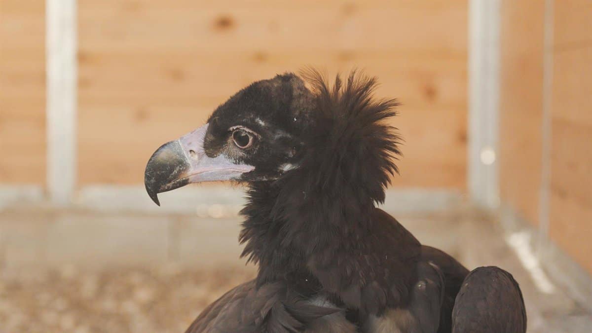 El equipo cetrero de Puy du Fou participa en el rescate de un pollo de buitre negro en Bargas