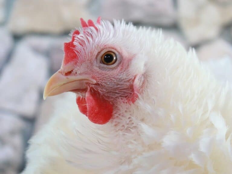 Gobierno C-LM articula medidas de prevención y control tras confirmar un foco de Influenza Aviar en Guadalajara