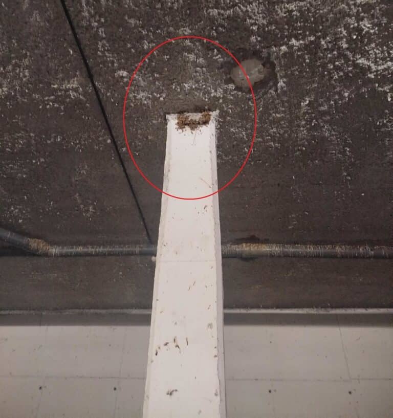 Investigado un varón por destruir diez nidos y causar la muerte de varias crías de golondrinas común en Recas