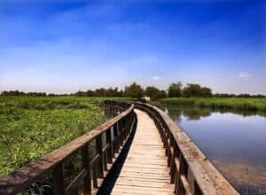 Junta repartirá 114.000 euros en ayudas para nueve ayuntamientos de las áreas de Cabañeros y Las Tablas de Daimiel
