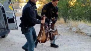 Rescatada una hembra corzo atrapada en una finca del casco histórico de Cuenca