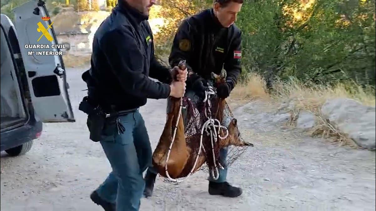 Rescatada una hembra corzo atrapada en una finca del casco histórico de Cuenca
