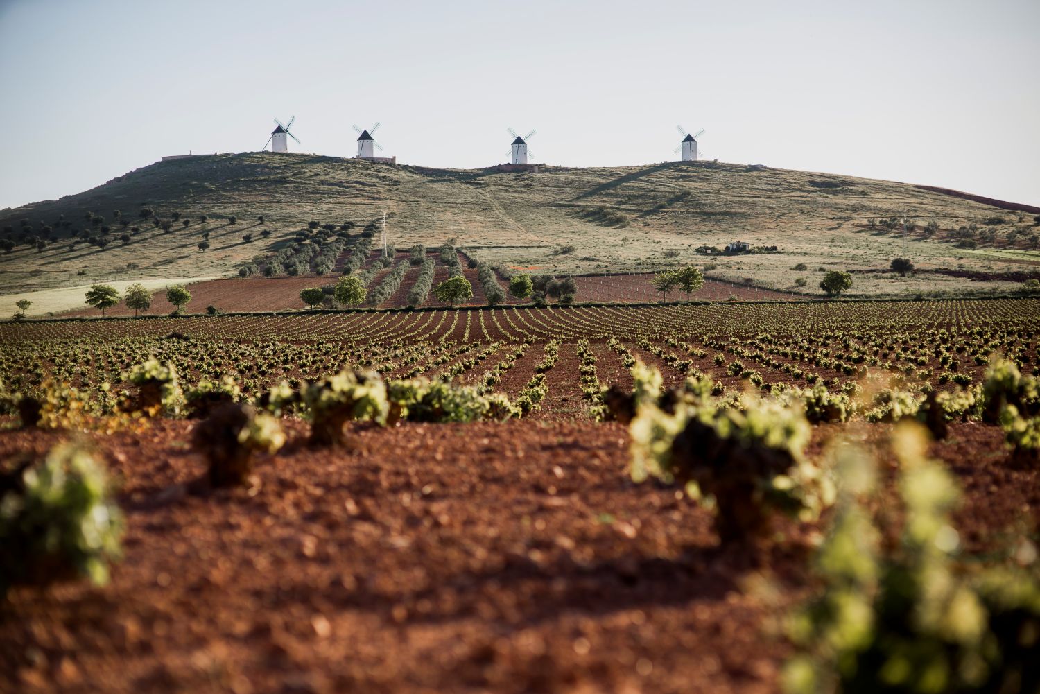 11 razones para escaparte a la Ruta del Vino de La Mancha en plena vendimia 6