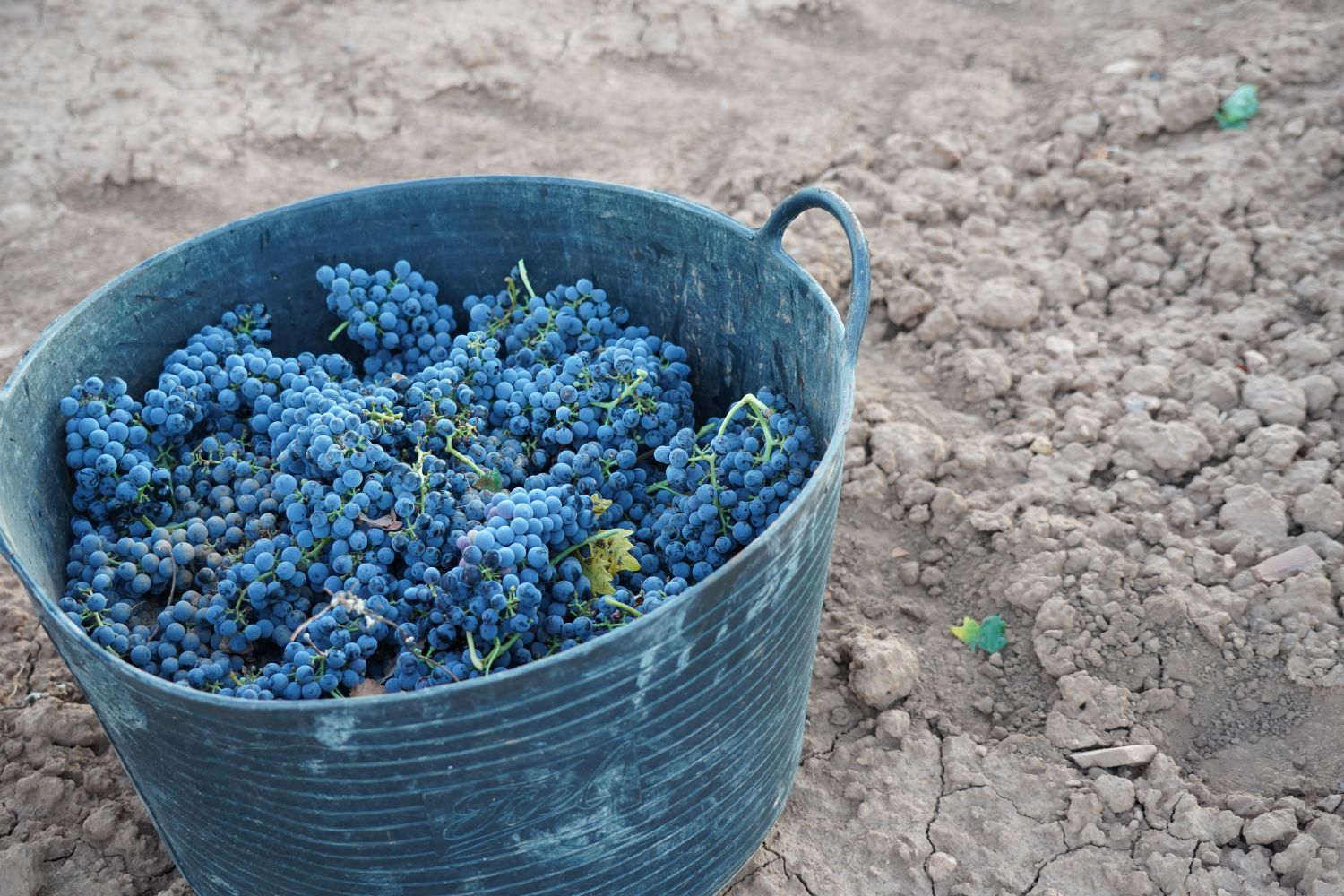 11 razones para escaparte a la Ruta del Vino de La Mancha en plena vendimia 9