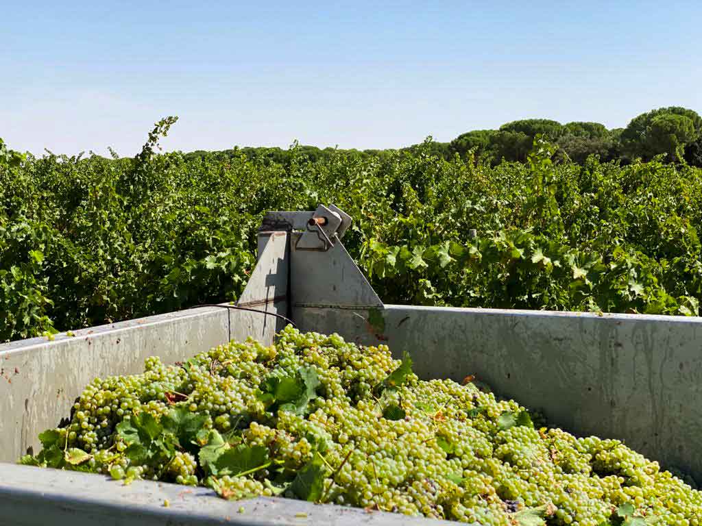 11 razones para escaparte a la Ruta del Vino de La Mancha en plena vendimia 5 11 razones para escaparte a la Ruta del Vino de La Mancha en plena vendimia 5