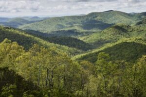 El documental Forested Future invita a reconectar con el mundo natural y los grandes bosques del planeta