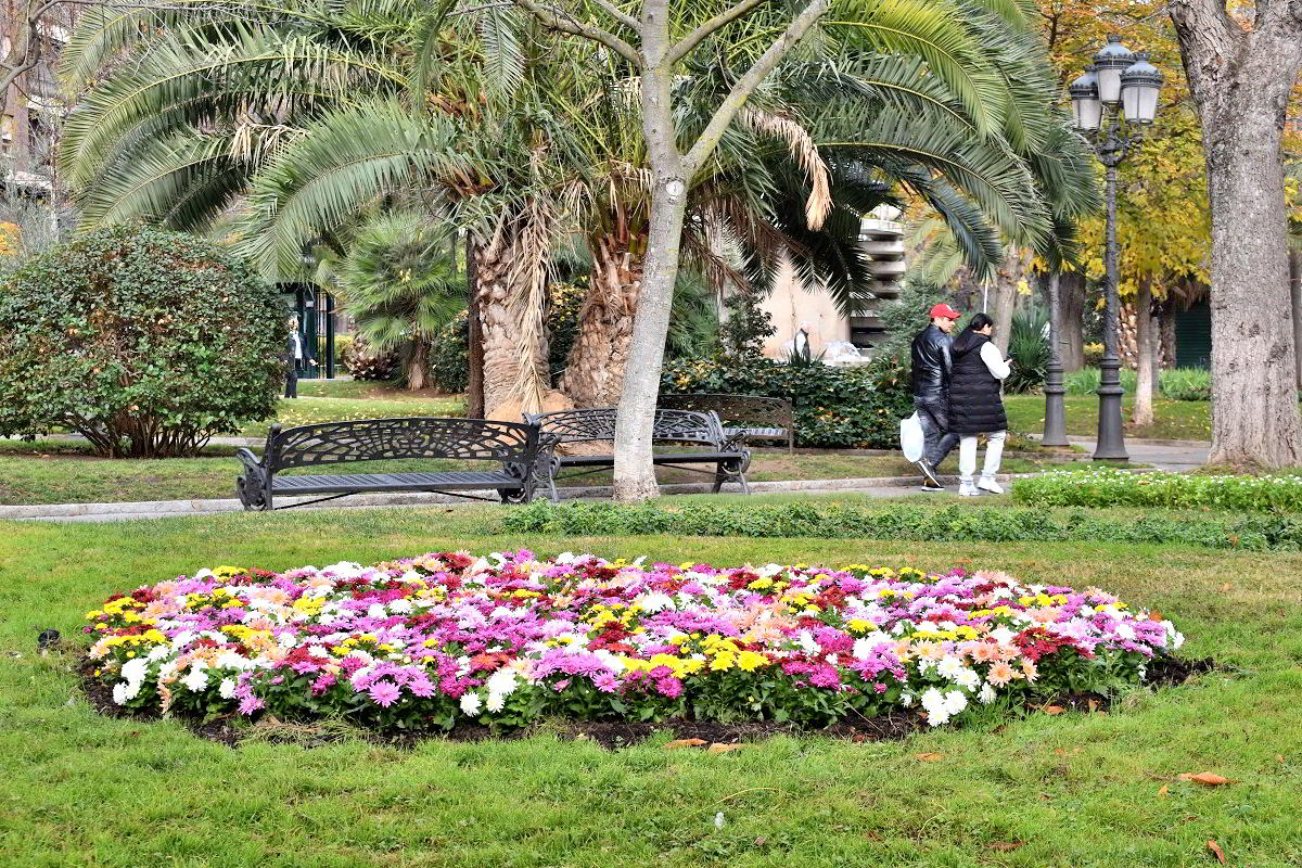 El Paseo de San Gregorio se engalana con cientos de plantas para las festividades navideñas gracias a la iniciativa del Ayuntamiento 5