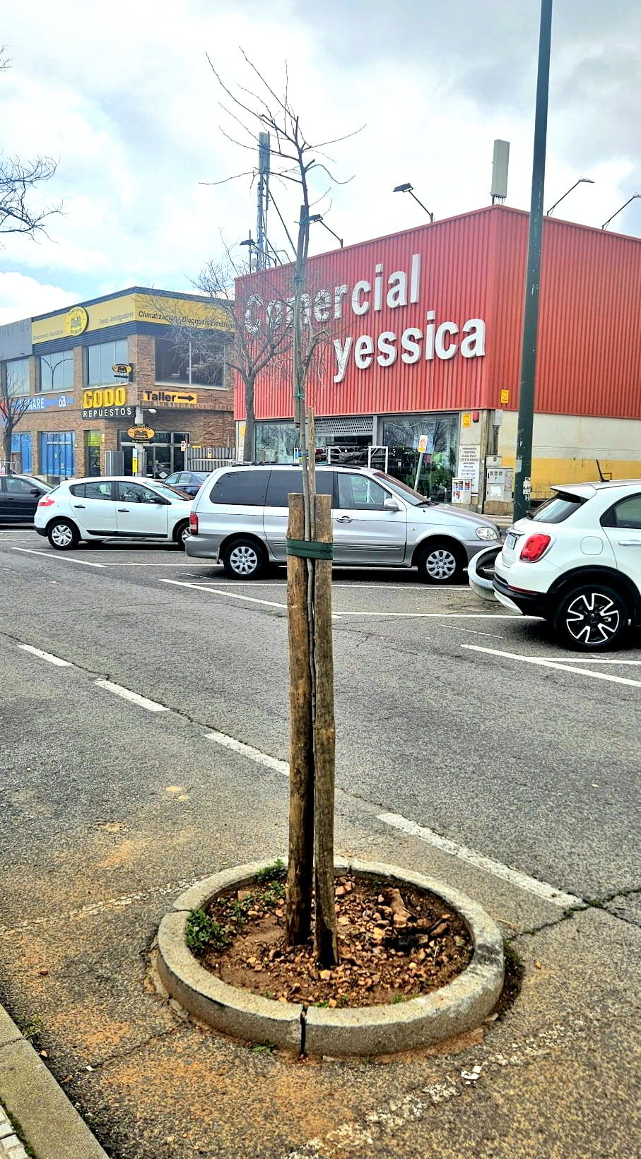Plan de reforestación en Puertollano: Más de 500 árboles y plantas serán plantados esta primavera 3