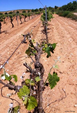 C-LM consolida su "mayor esfuerzo" en seguros agrarios al elevar a 12 millones su convocatoria para este año