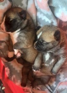 Dos detenidos en Villarrobledo por tirar a tres cachorros en un contenedor de basuras, muriendo uno de ellos