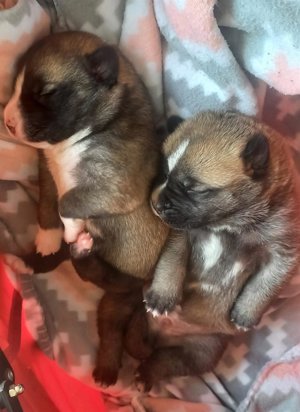 Dos detenidos en Villarrobledo por tirar a tres cachorros en un contenedor de basuras, muriendo uno de ellos