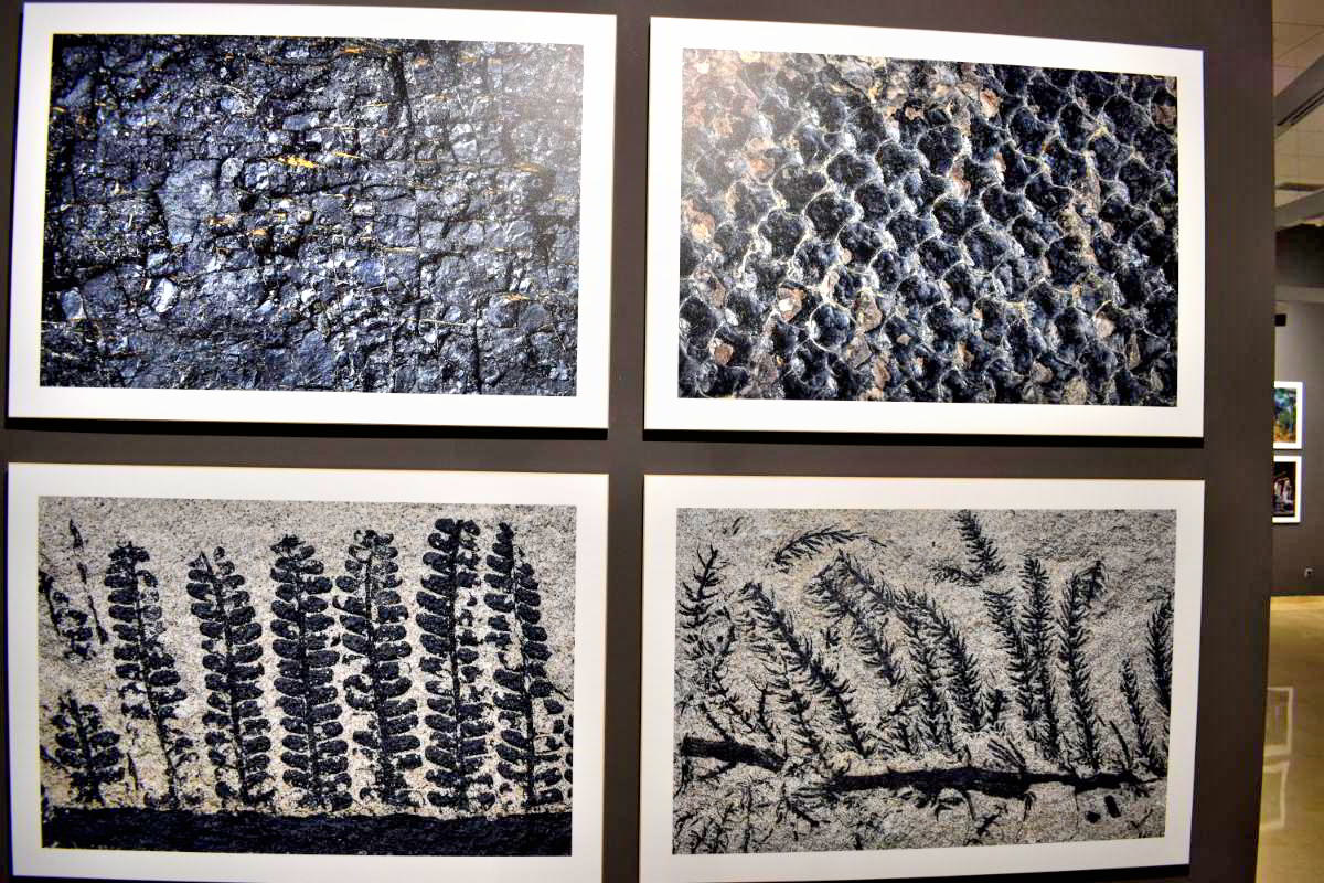 Puertollano a Través del Lente: Pilar García Manzanares Captura la Huella del Carbonífero 8