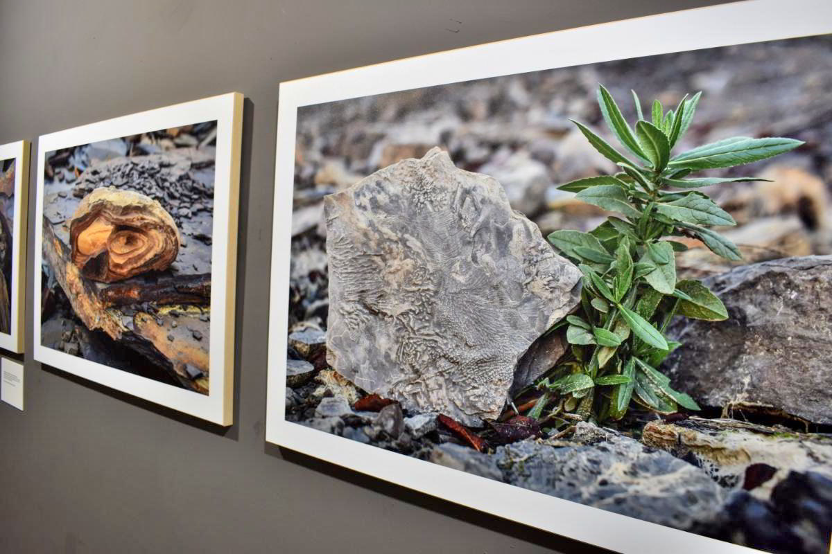 Puertollano a Través del Lente: Pilar García Manzanares Captura la Huella del Carbonífero 7