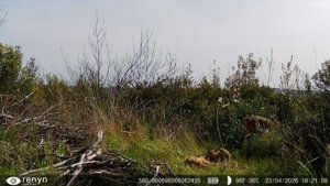 Cabañeros registra, por primera vez en su historia, el nacimiento de una camada de lince ibérico