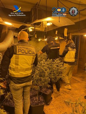 Desarticulado un grupo criminal dedicado al cultivo de marihuana en Torrejón del Rey (Guadalajara)