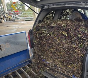 Detenidas dos personas por la receptación de más de 131.000 kilos de aceituna robada en Ciudad Real