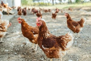 El Ministerio de Agricultura levanta el confinamiento de aves de corral por la mejora de la gripe aviar