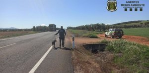 La Unidad de Medio Ambiente de Valdepeñas rescata a un galgo en la carretera con tráfico intenso