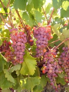 Más de 50 investigadores sobre viticultura y enología participarán en mayo en la Reunión Anual del Gteve en Tomelloso