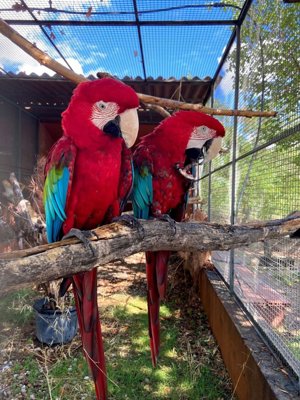 Seis ejemplares de guacamayo rojo llegan a Toledo para iniciar su rehabilitación en el centro CITES de Fieb Foundation