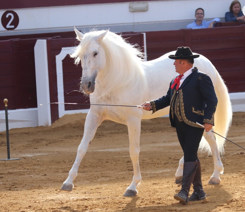 Más de 3,000 personas asisten al impresionante espectáculo ecuestre 'El Arte de Andalucía a Caballo' en Puertollano 4