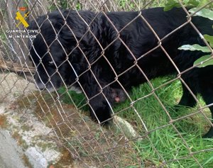 Investigan a una mujer por abandono animal tras localizar a un perro en condiciones insalubres en Carranque