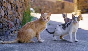 La Diputación de Albacete abre dos convocatorias de 180.000 euros para gestión de colonias de gatos y perros abandonados