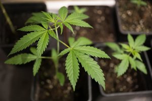 Fiscalía pide más de 4 años de cárcel para un hombre acusado de tráfico de drogas en Villarrobledo