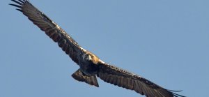 SEO/Birdlife recurre la autorización del parque eólico de Bonete por dañar espacios de alto valor ecológicos