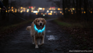 Collar luminoso para perros paseo nocturno seguridad