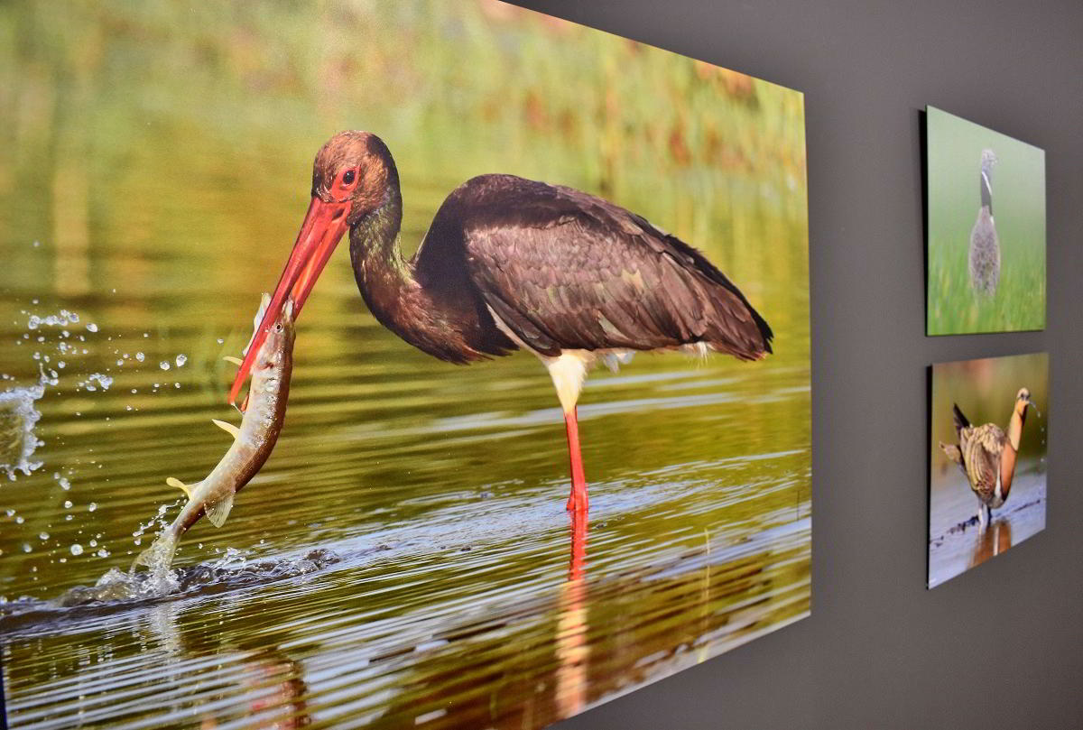 Conexiones Naturales: La Exposición Fotográfica 'Cuatro Objetivos, Una Tierra' 23 Conexiones Naturales: La Exposición Fotográfica 'Cuatro Objetivos, Una Tierra' 23