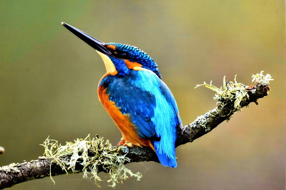 Conexiones Naturales: La Exposición Fotográfica 'Cuatro Objetivos, Una Tierra' 22 Conexiones Naturales: La Exposición Fotográfica 'Cuatro Objetivos, Una Tierra' 22