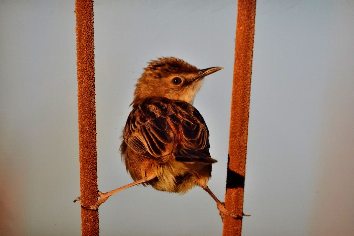 Conexiones Naturales: La Exposición Fotográfica 'Cuatro Objetivos, Una Tierra' 24 Conexiones Naturales: La Exposición Fotográfica 'Cuatro Objetivos, Una Tierra' 24