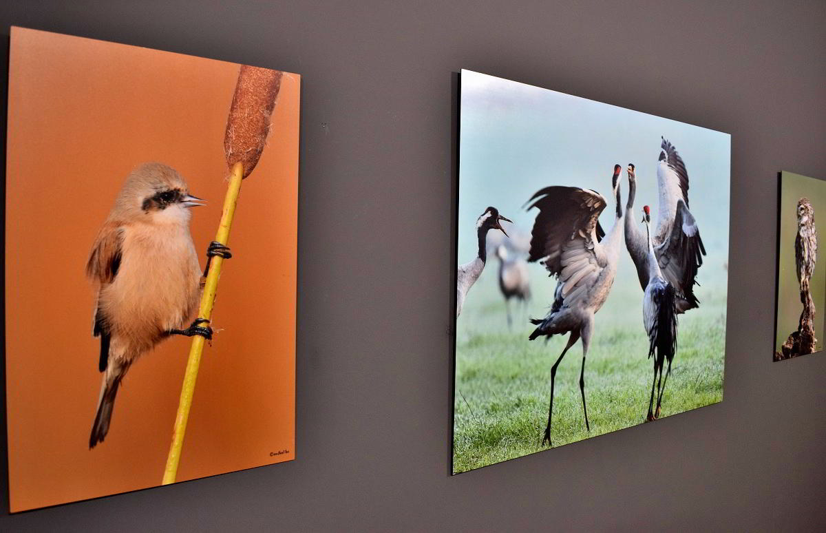 Conexiones Naturales: La Exposición Fotográfica 'Cuatro Objetivos, Una Tierra' 25 Conexiones Naturales: La Exposición Fotográfica 'Cuatro Objetivos, Una Tierra' 25